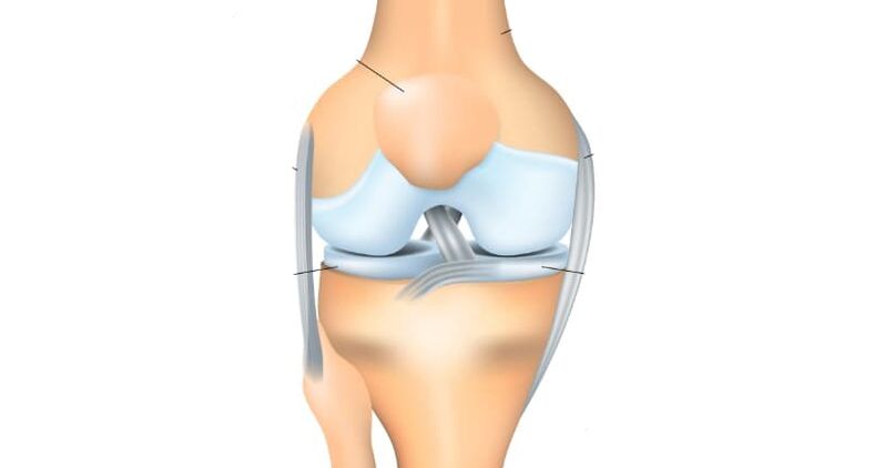 anatómia kolena